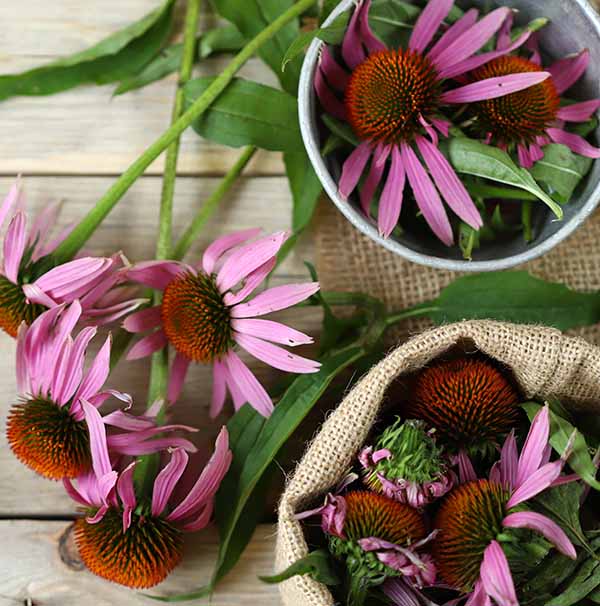 Immun Aktiv+ Kapseln