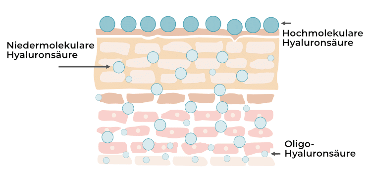 Niedermolekulare Hyaluronsäure und Oligo-Hyaluronsäure wirkt in den unteren Hautschichten, hochmolekulare an der Oberfläche.