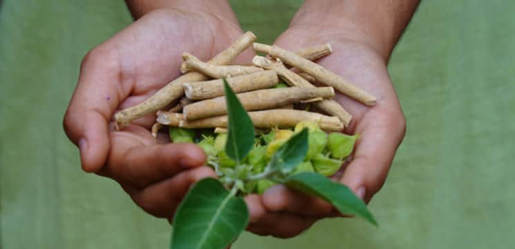 Ashwagandha Pflanze